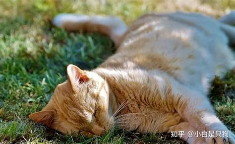 猫死了|猫咪死后如何度过伤心期，为缓思念之情，铲屎官会采用4种方法